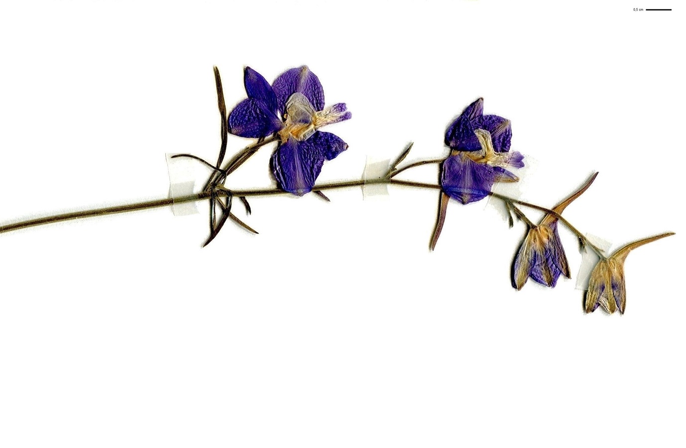 Delphinium ajacis (Ranunculaceae)